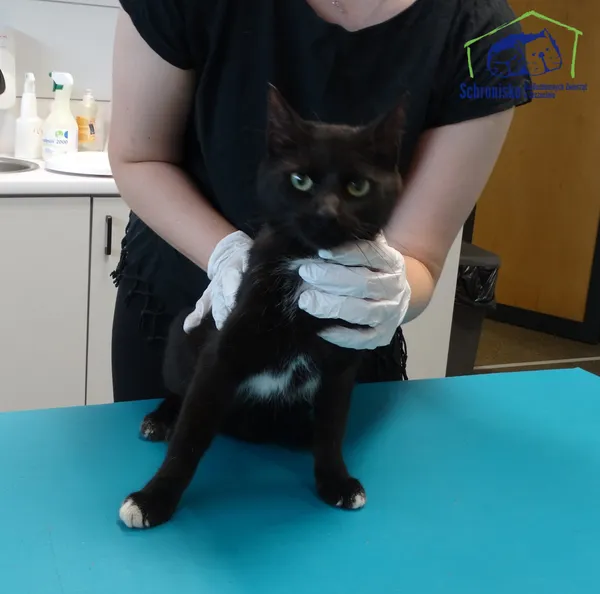 Znaleziono kota, Szczecin, 4 lipca 2025 (1/2)