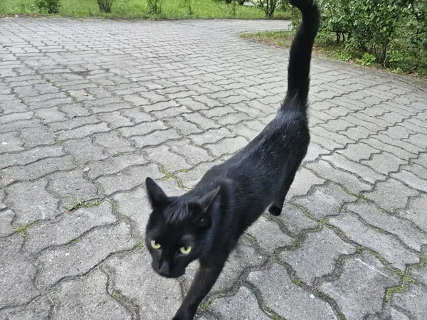 Znaleziono kota, Łódź, 5 lipca 2025