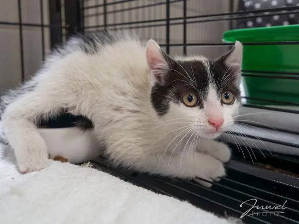 Kot do adopcji, Sopot, 5 lipca 2025 (1/5)