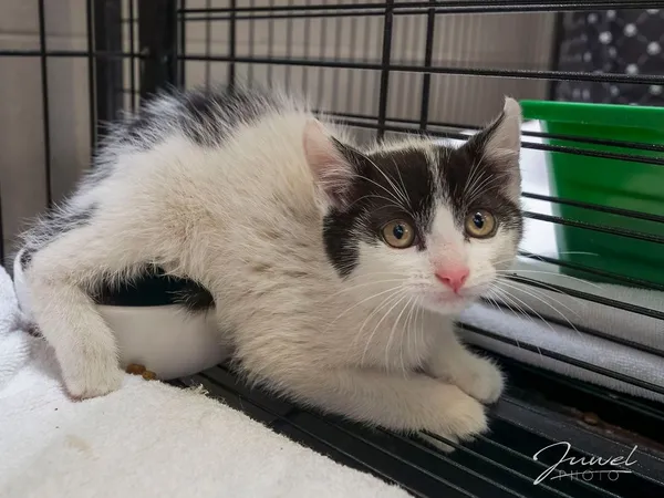 Kot do adopcji, Sopot, 5 lipca 2025 (2/5)