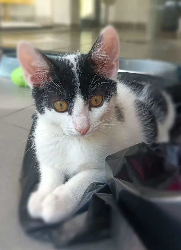 Kot do adopcji, Sopot, 5 lipca 2025 (3/5)