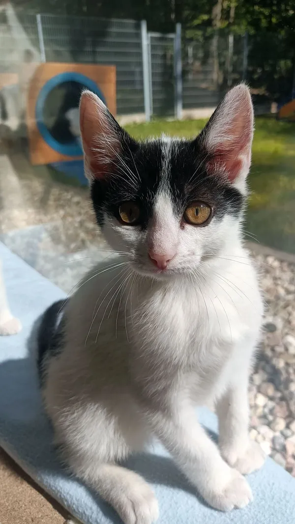 Kot do adopcji, Sopot, 5 lipca 2025 (4/5)