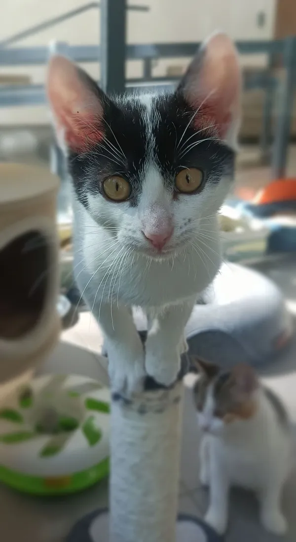 Kot do adopcji, Sopot, 5 lipca 2025 (5/5)