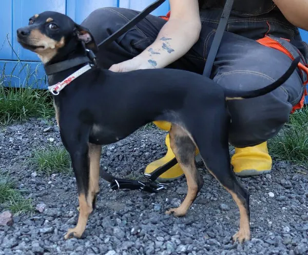 Znaleziono psa, Łódź, 4 lipca 2025 (1/5)