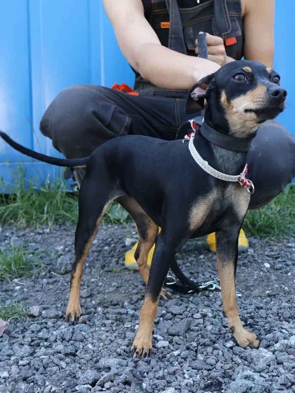 Znaleziono psa, Łódź, 4 lipca 2025 (2/5)