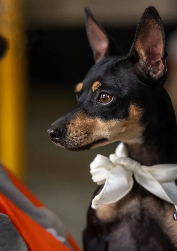 Znaleziono psa, Łódź, 4 lipca 2025 (3/5)