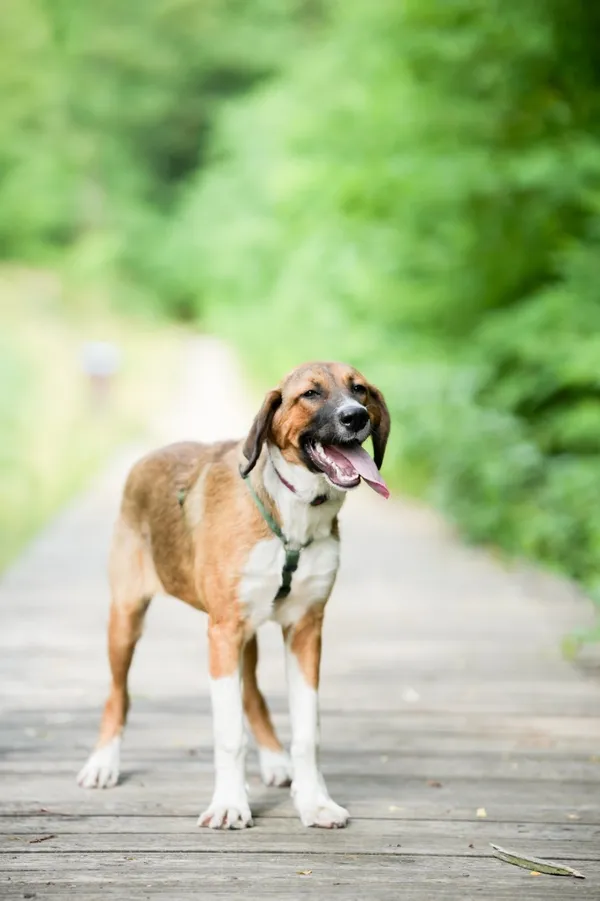 Znaleziono psa, Sosnowiec, 4 lipca 2025 (1/5)