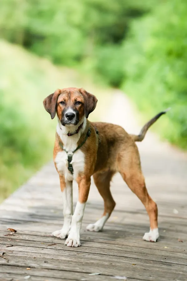 Znaleziono psa, Sosnowiec, 4 lipca 2025 (2/5)