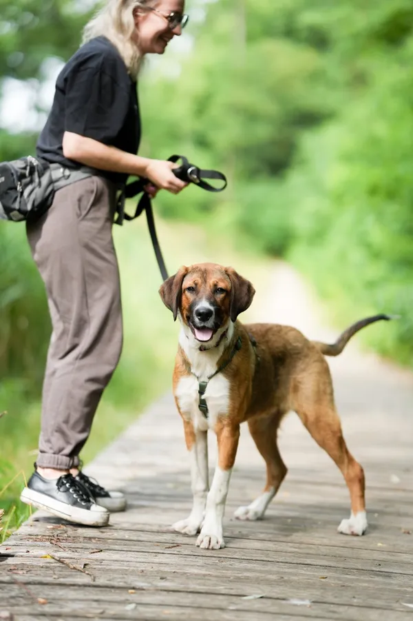Znaleziono psa, Sosnowiec, 4 lipca 2025 (3/5)