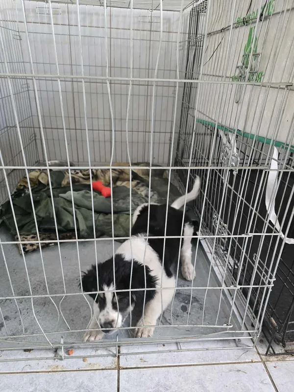 Znaleziono psa, Sosnowiec, 4 lipca 2025 (2/3)