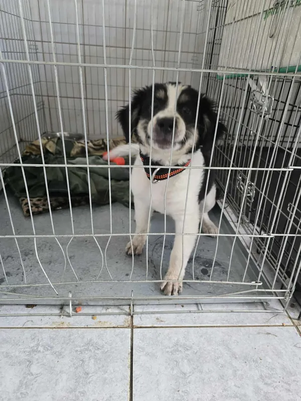 Znaleziono psa, Sosnowiec, 4 lipca 2025 (3/3)