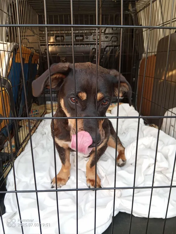 Znaleziono psa, Sosnowiec, 3 lipca 2025