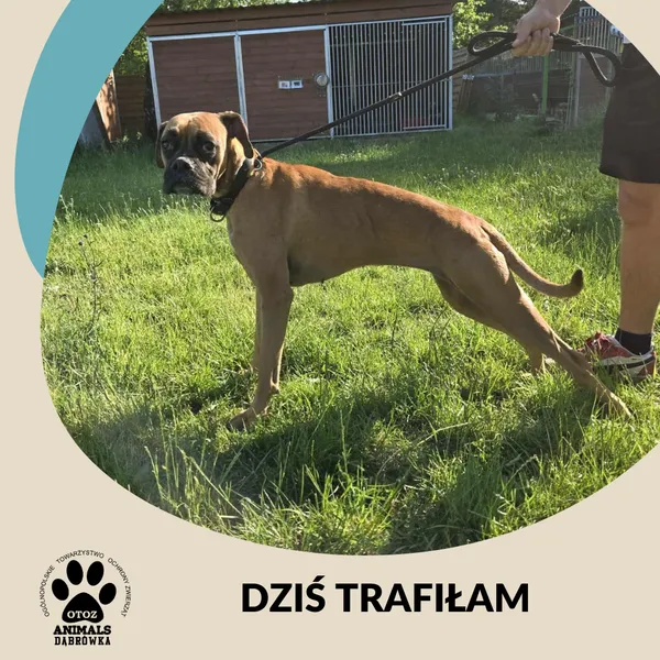 Znaleziono psa, Dąbrówka, 2 lipca 2025