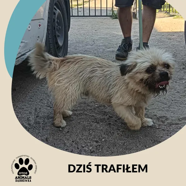 Znaleziono psa, Dąbrówka, 2 lipca 2025 (2/2)