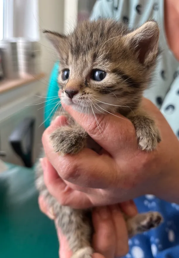 Znaleziono kota, Dobra, 5 lipca 2025