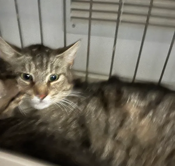 Znaleziono kota, Dobra, 4 lipca 2025