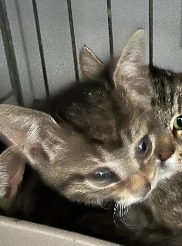 Znaleziono kota, Dobra, 4 lipca 2025