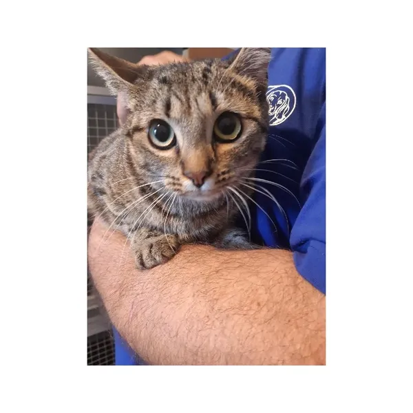 Znaleziono kota, Białystok, 5 lipca 2025