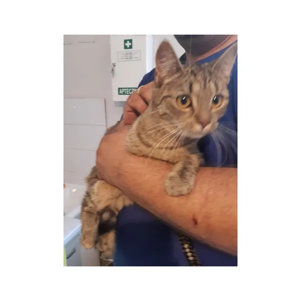 Znaleziono kota, Białystok, 5 lipca 2025