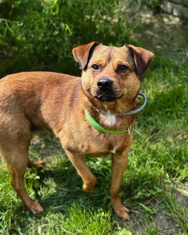 Pies do adopcji, Korabiewice, 5 lipca 2025 (5/5)