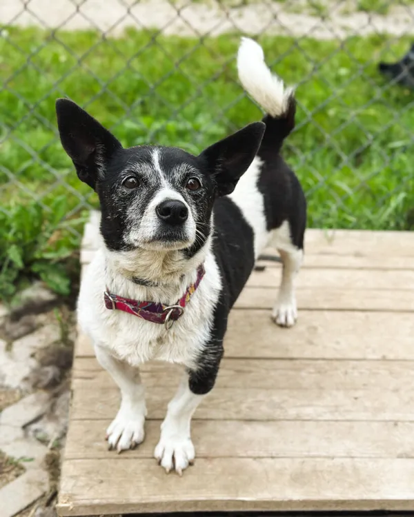 Pies do adopcji, Korabiewice, 5 lipca 2025 (1/5)