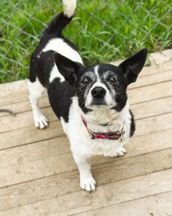 Pies do adopcji, Korabiewice, 5 lipca 2025 (2/5)