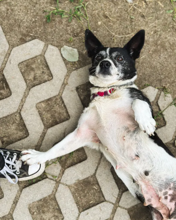 Pies do adopcji, Korabiewice, 5 lipca 2025 (3/5)