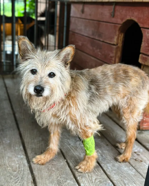 Pies do adopcji, Korabiewice, 5 lipca 2025 (2/5)