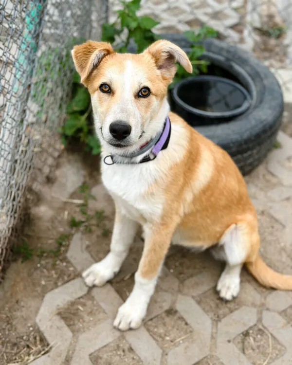 Pies do adopcji, Korabiewice, 5 lipca 2025 (1/5)