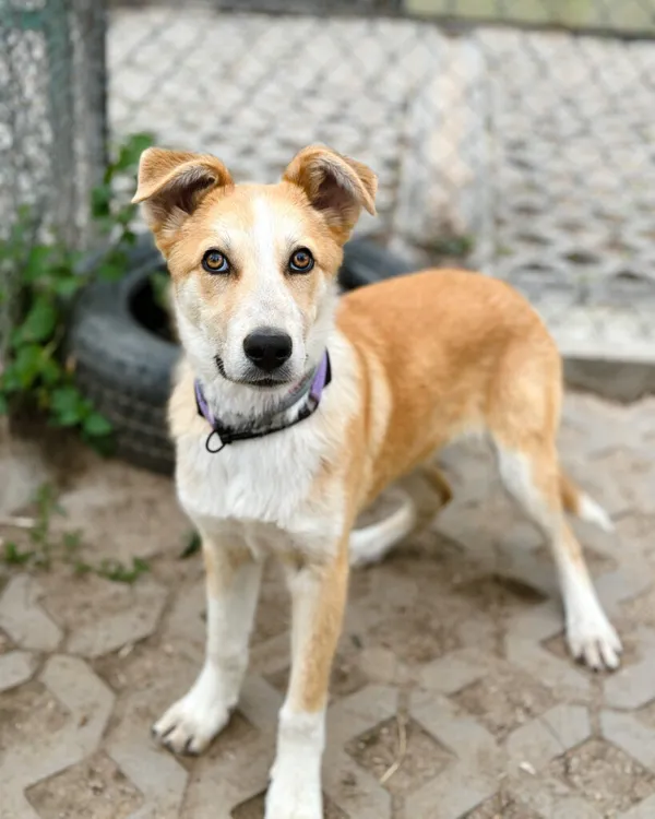 Pies do adopcji, Korabiewice, 5 lipca 2025 (2/5)