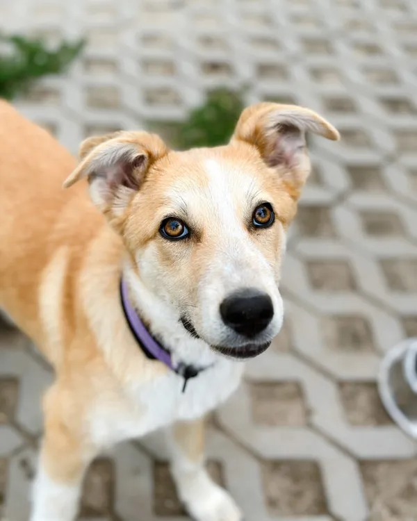 Pies do adopcji, Korabiewice, 5 lipca 2025 (3/5)