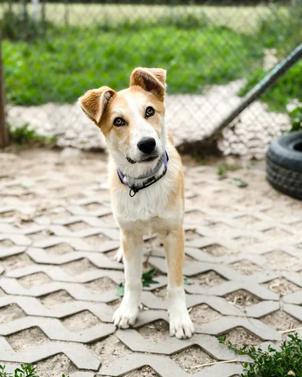 Pies do adopcji, Korabiewice, 5 lipca 2025 (5/5)