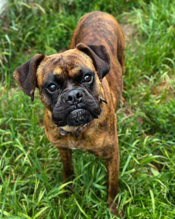 Pies do adopcji, Korabiewice, 5 lipca 2025 (2/5)