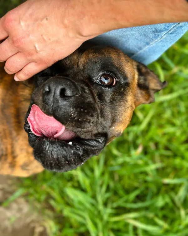 Pies do adopcji, Korabiewice, 5 lipca 2025 (3/5)