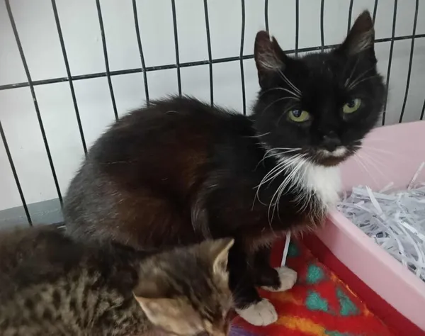 Znaleziono kota, Toruń, 4 lipca 2025