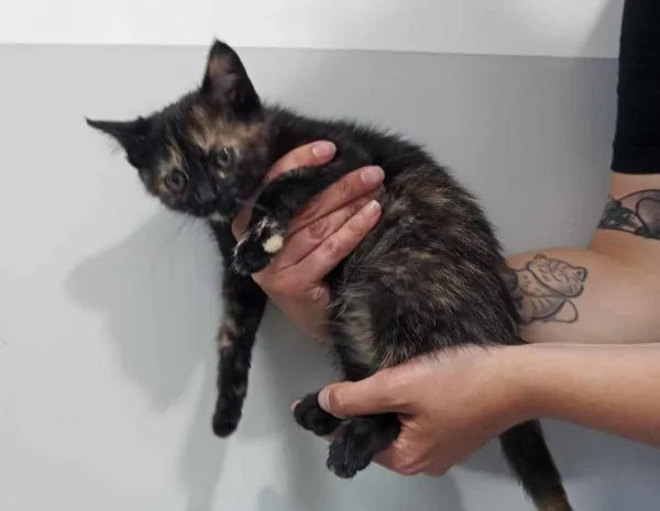 Znaleziono kota, Toruń, 4 lipca 2025