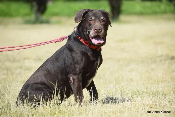 Znaleziono psa, Toruń, 6 czerwca 2025