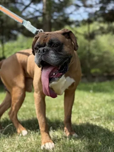 Pies do adopcji, Kraków, 21 czerwca 2025 (1/5)