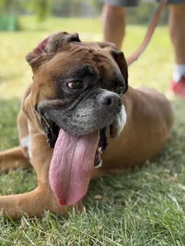 Pies do adopcji, Kraków, 21 czerwca 2025 (2/5)