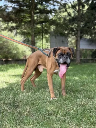 Pies do adopcji, Kraków, 21 czerwca 2025 (3/5)