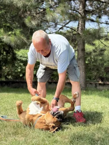 Pies do adopcji, Kraków, 21 czerwca 2025 (5/5)