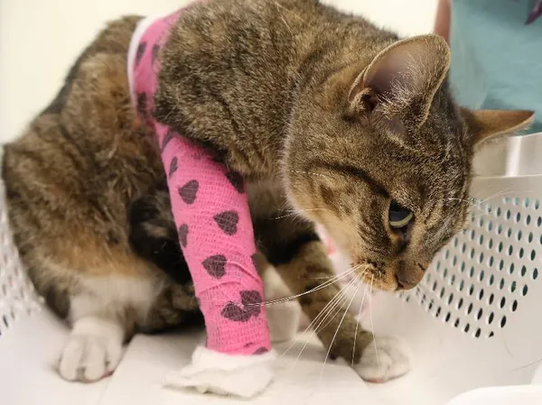 Znaleziono kota, Łódź, 6 lipca 2025 (1/2)