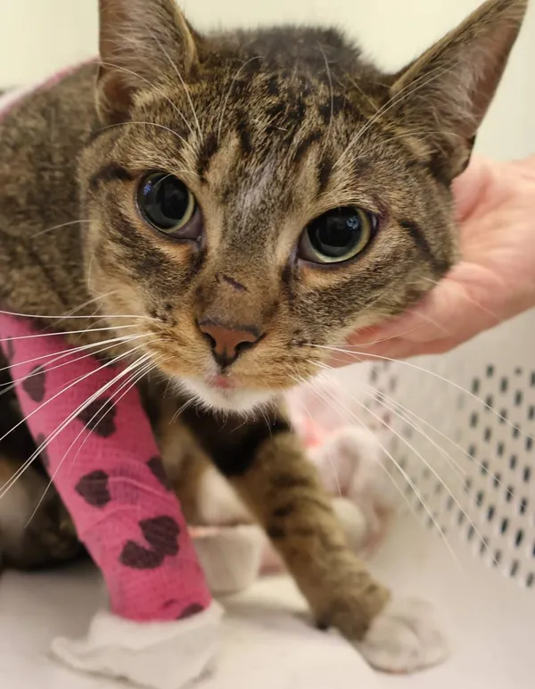 Znaleziono kota, Łódź, 6 lipca 2025 (2/2)