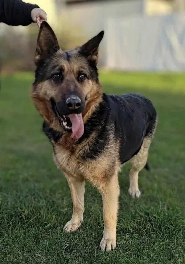 Znaleziono psa, Lublin, 5 lipca 2025