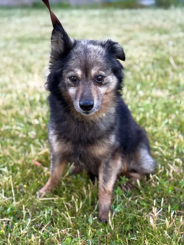 Znaleziono psa, Lublin, 6 lipca 2025