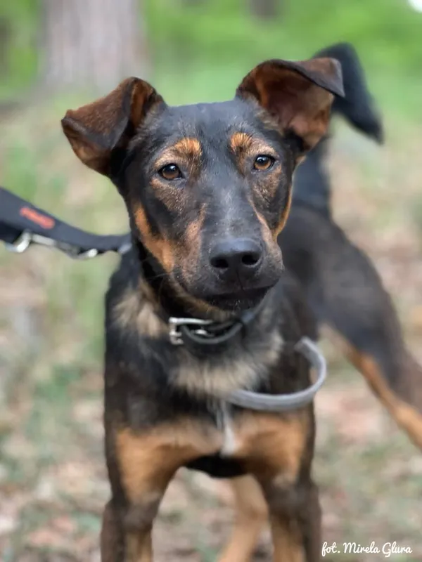Pies do adopcji, Bydgoszcz, 6 lipca 2025 (3/4)