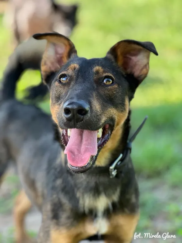 Pies do adopcji, Bydgoszcz, 6 lipca 2025 (4/4)