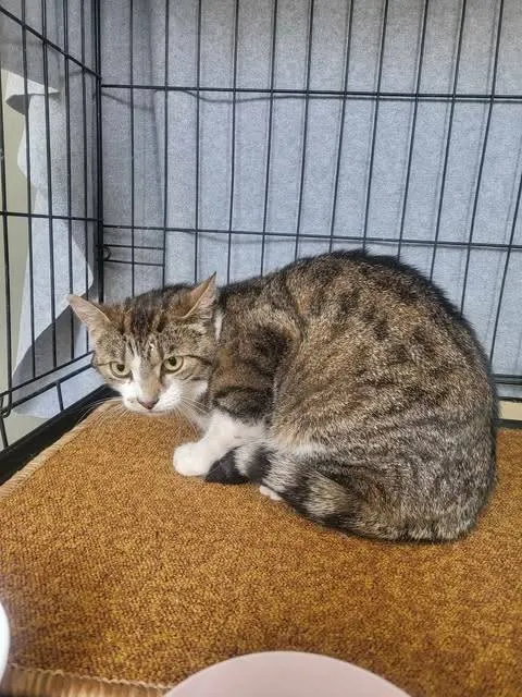 Znaleziono kota, Grudziądz, 3 lipca 2025