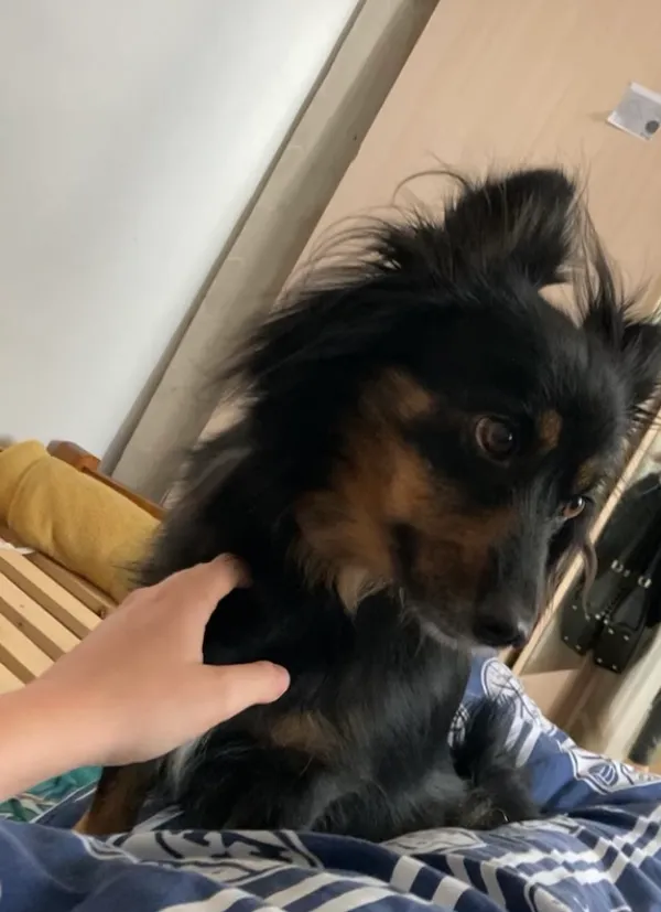 Zaginął pies, Zalesie, 6 lipca 2025 (1/3)