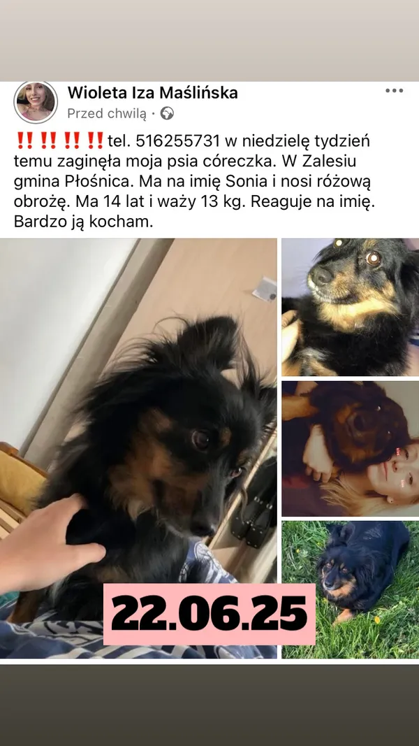Zaginął pies, Zalesie, 6 lipca 2025 (2/3)